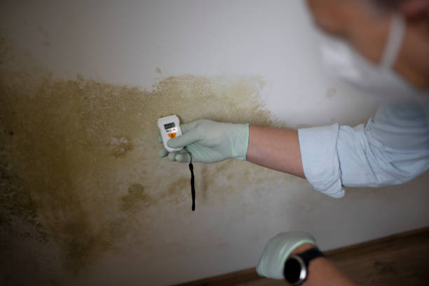 Best Commercial Mold Remediation in Clayton, MO