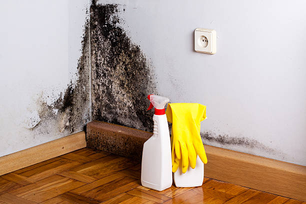 Best DIY Mold Remediation Support Services in Clayton, MO