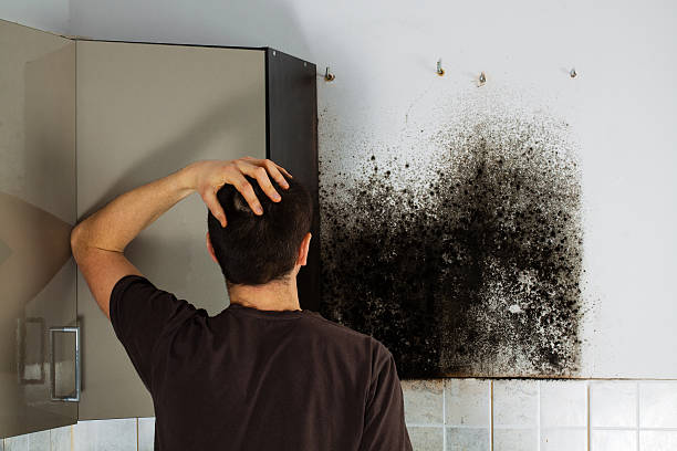 Best Bathroom Mold Remediation in Clayton, MO