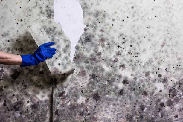 Best Industrial Mold Remediation in Clayton, MO